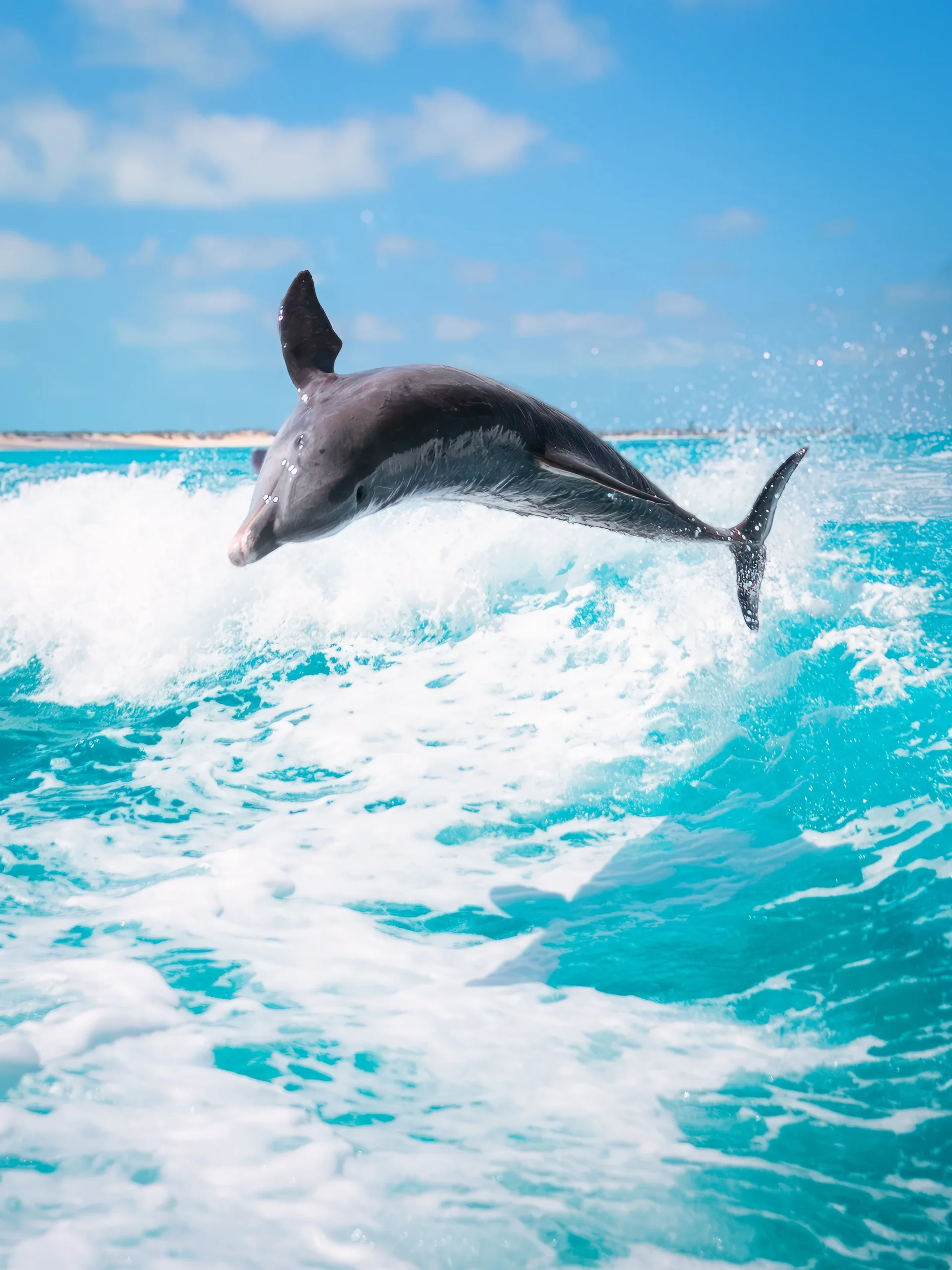 Wild dolphin breaking the surface beside a boat wake in Turks and Caicos