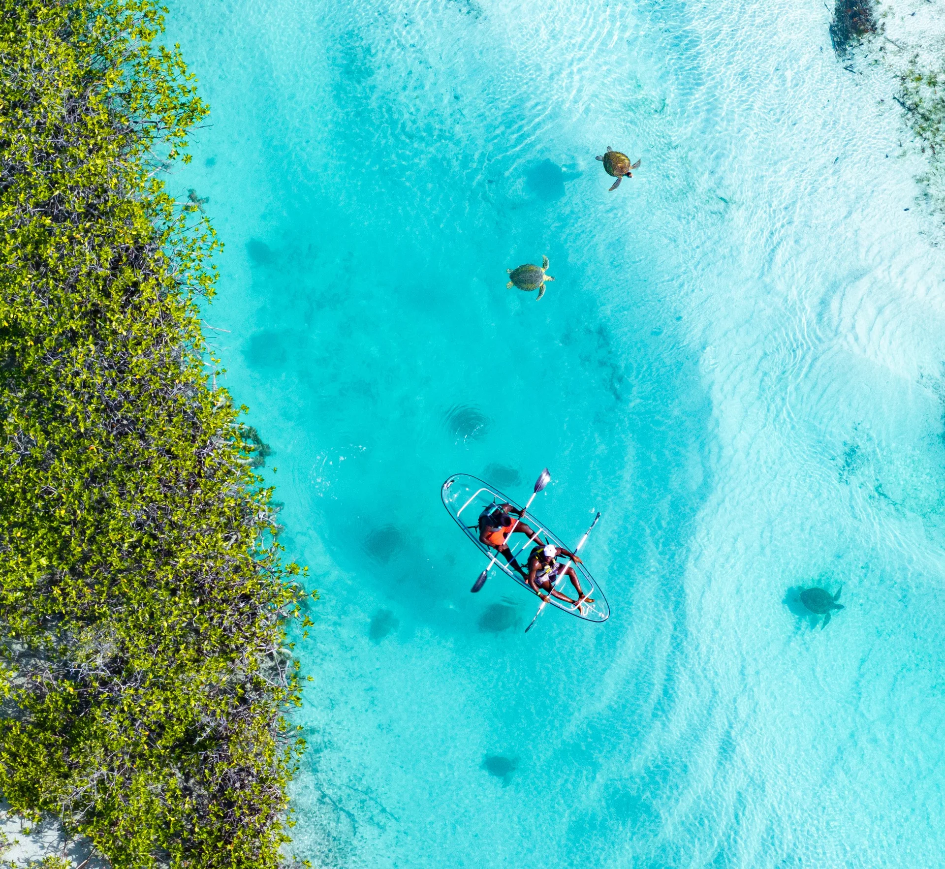 Aerial view of a clear kayak beside mangroves in shallow water